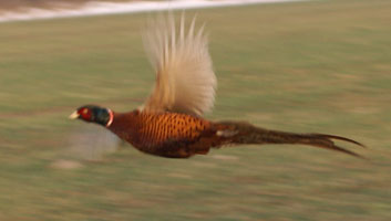 fasan på vingarna 2009